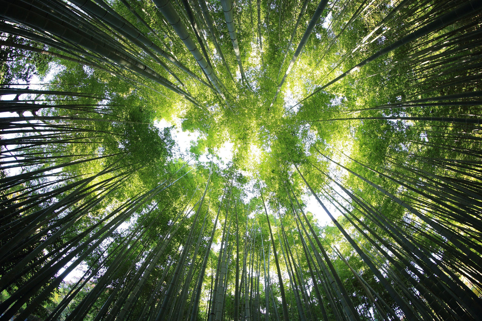 bamboo forest 