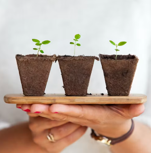 hands holding 3 small potted plants 